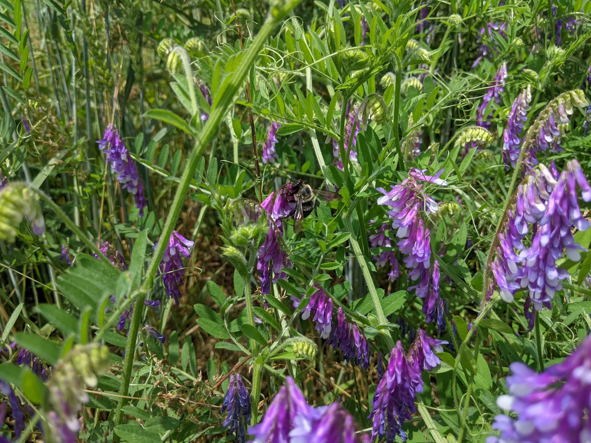 ⏰DON'T MISS IT! Special guest <a href="/GinnyMaeMoore/">Virginia Moore</a> joins us at 9am Friday to discuss advances in legume #covercrop breeding. Registration free but required 👇 extension.psu.edu/making-cover-c…