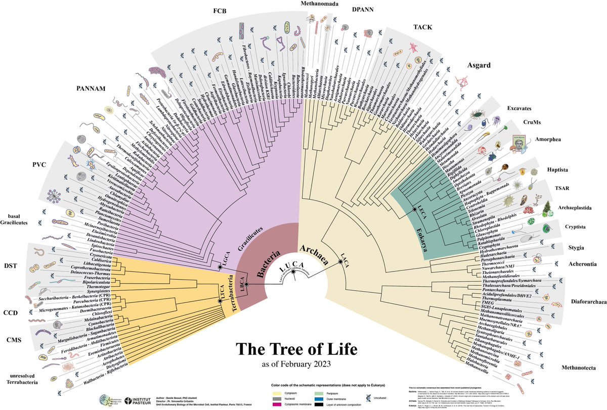 Need an up-to-date #TreeofLife for teaching/conferences/wall paper? Talented PhD student @BasileBeaud drew a schematic consensus ToL from the most recently published phylogenies. Hope this is useful! Downloadable version in the thread👇