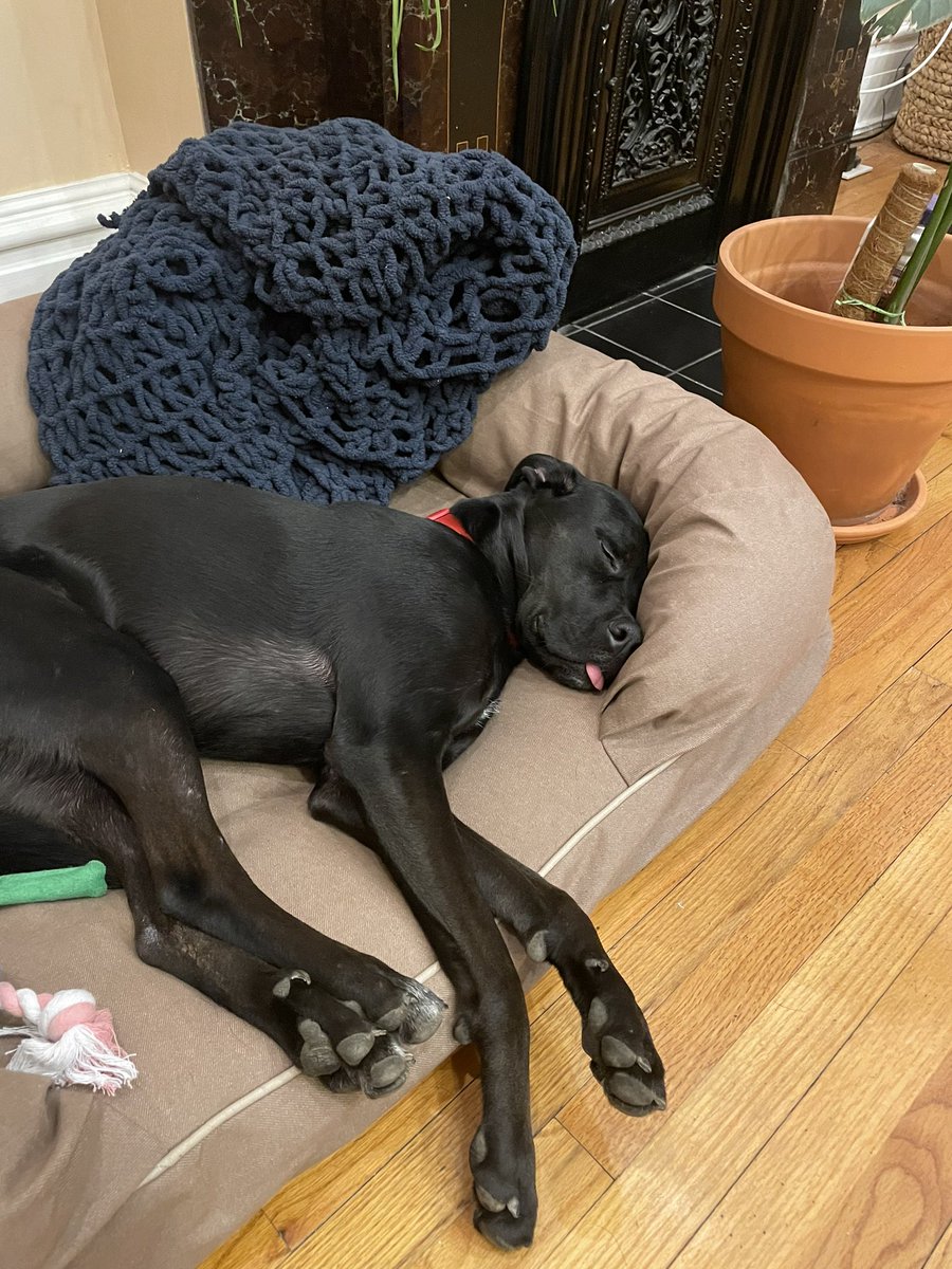 AMRomero109's tweet photo. This pup wants to pass good cause! Join us in this coalition to pass good cause eviction protections for people across New York State: https://t.co/TTJzE9y4py

#GoodPawsForGoodCause https://t.co/xzP9fJsqnk