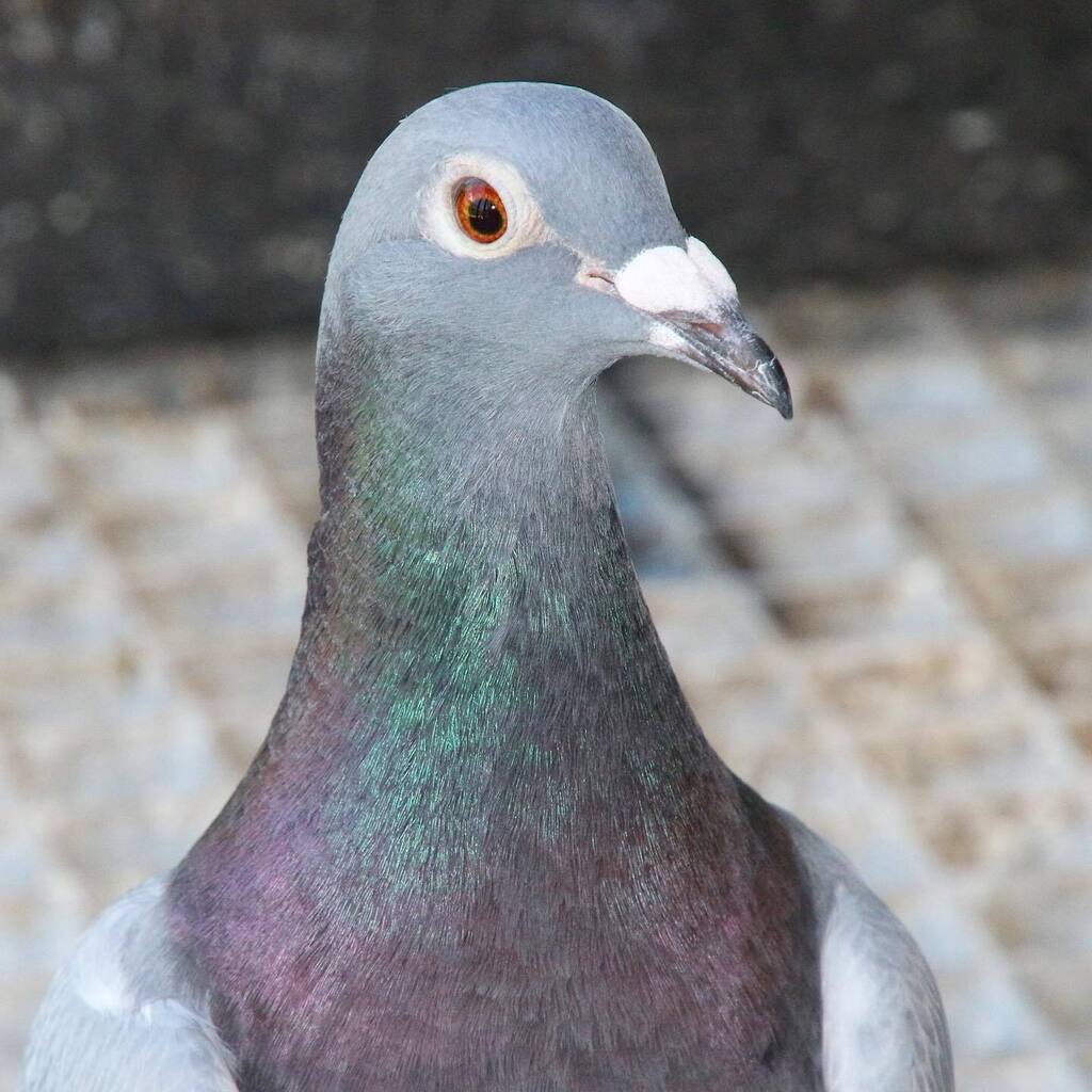 RacingpigeonsC's tweet photo. Have a look at this beautiful and healthy pigeon. Do you like it?
#wednesdayvibes #midweek #kabotar #racingpigeons #pigeonbreeding #pigeonfancier #valoft #portraitphotography #portrait #healthy #pigeonsport https://t.co/QG97vBxMGA https://t.co/5uWFOQT8eB