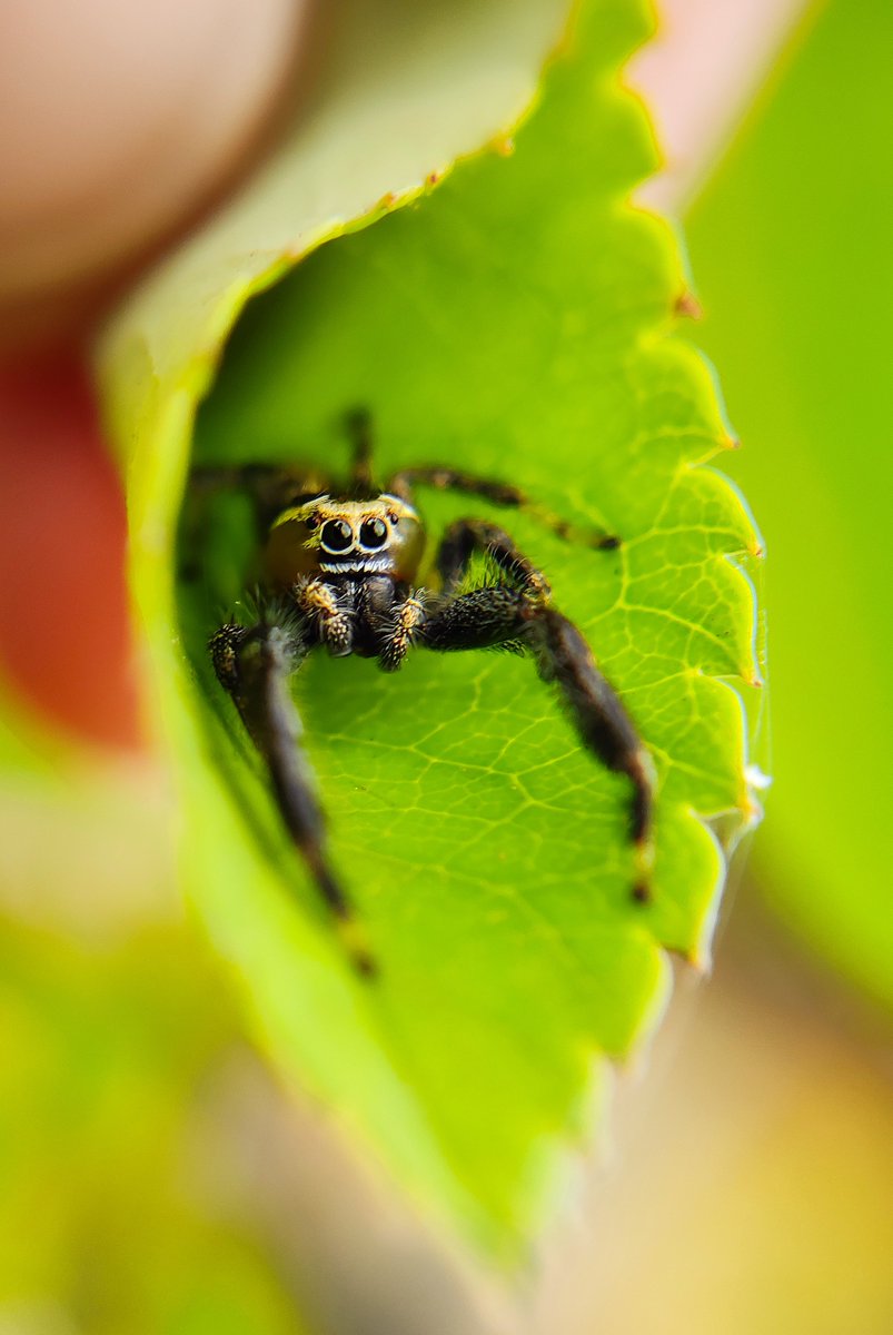 Shyamli🐾 tweet media