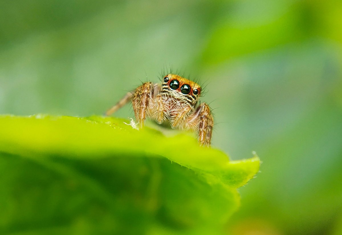 Shyamli🐾 tweet media