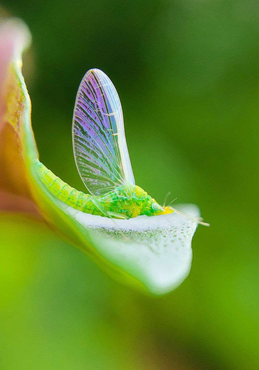 Shyamli🐾 tweet media