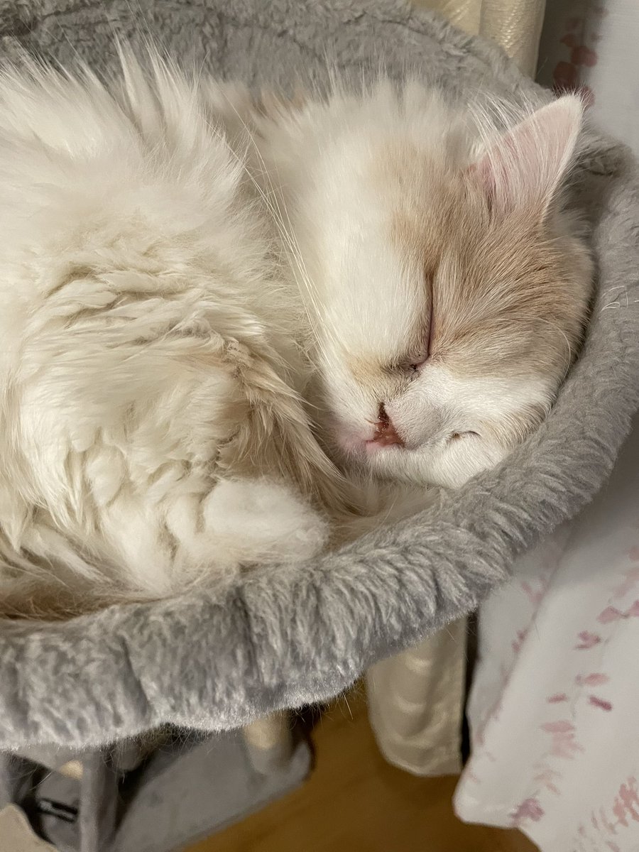 chloel0124's tweet photo. 今日は猫の日🐈🐾
ただただ、健康でできるだけ長生きしてくれたら他にはもうなにもいらないよ☺️
うちに来てくれた日から今日まで、これからもずっとずっと2人とも愛してるよ🤭💞 https://t.co/BANUTbOLVs