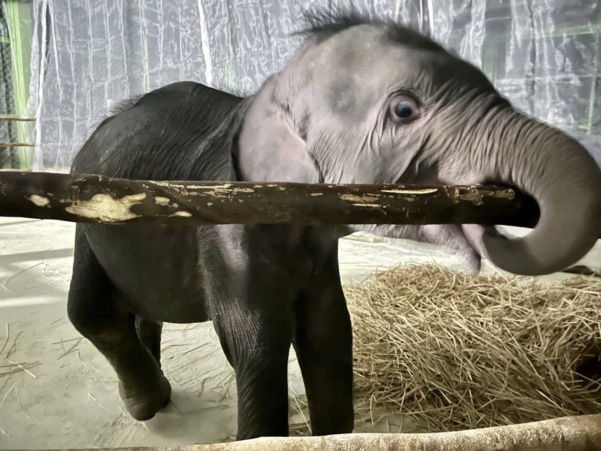 หน้าตาซื่อ ๆ บอกหนูดื้อได้ไง !! 

ช้างจะนอนในเวลากลางคืนช่วงที่ดึกสงัด โดยมีอาการหาวนอน และกรนได้เหมือนคน ช้างจะนอนในช่วงระหว่าง 23.00 น. - 03.00 น. โดยใช้เวลานอน 3 - 4 ช.ม. ช้างสามารถล้มตัวลงนอนได้เหมือนกับสัตว์อื่น แต่ถ้าหากช้างที่ระวังตัว
จากอันตรายต่างๆ ก็จะใช้วิธียืนหลับ