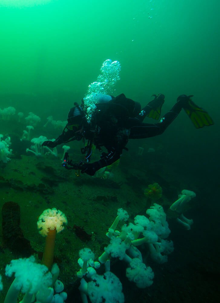 The Átl’ka7tsem/Howe Sound Marine Stewardship Initiative’s (MSI) goal is to protect the diverse economic, ecological, cultural, and social values associated with Átl’ka7tsem/Howe Sound’s ocean and freshwater.