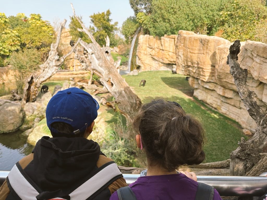 CeeBaix's tweet photo. Res es torna real fins que es viu i s'experimenta 🦧🐯🦒🦏🐘🦁
Experiències que desperten la curiositat pels animals, per saber més sobre la biodiversitat. 
La sortida al @Bioparc València ha sigut tot un éxit per a l'alumnat del  @CeeBaix #PIIE https://t.co/LPXFYnJl17
