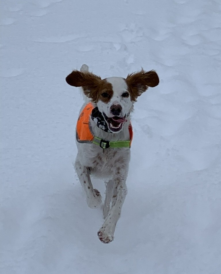 WoofTrax's tweet photo. Jump and smile if you're walking in the #WoofTrax Winter Walking Challenge! 😊🙌⁠
⁠
⁠Leave a comment with how many walks and miles you've completed in our Winter Walking Challenge so far 🐾⁠ https://t.co/be1aO251bD