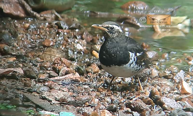 Ornithvacations~ Birding & Wildlife Holidays tweet media