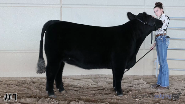New class of breeding heifers from Flint Hills...

livestockjudging.com/practice/?id=1…

#livestockjudging