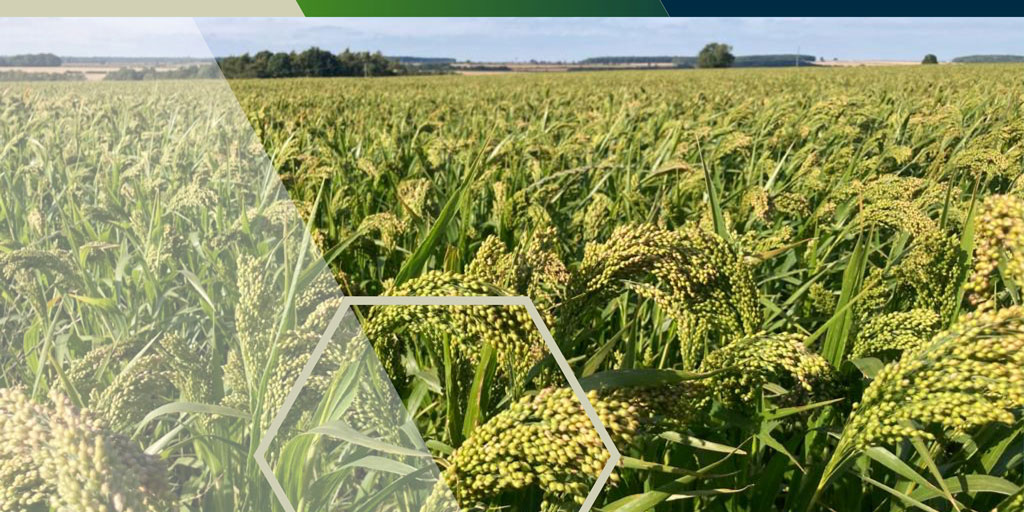 PremiumCrops's tweet photo. Many farmers know Millet as a feature in-game strips and cover crop mixes, did you know it’s also a profitable combinable break crop? Late sown in the Spring, low input and better suited to lighter soils. Learn more:
https://t.co/BhBB4E5MsO

#breakcrop #millet #profitablecrops https://t.co/K0Bh72cM0q