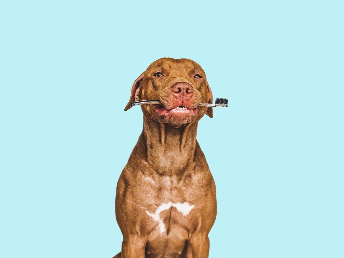 Covington2thDr's tweet photo. Do I really need to brush my dog's teeth? YES! 
Dog mouths contain loads of bacteria. Even brushing just 3x/week can help protect teeth, gums, and overall health. Want to kick dog breath? Brushing helps with that, too! 

#PetDentalHealthMonth #WorthIt #DogBreathIsTheWorst https://t.co/cgFtzblpaA