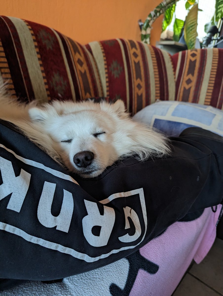 rammiLPs's tweet image. #bequem @Gronkh @GrnkShop Was soll man sagen, sogar dem Hundi gefällt die Grnk Hose. 😍