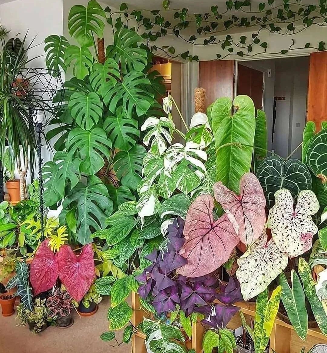 A perfect collection 🌿