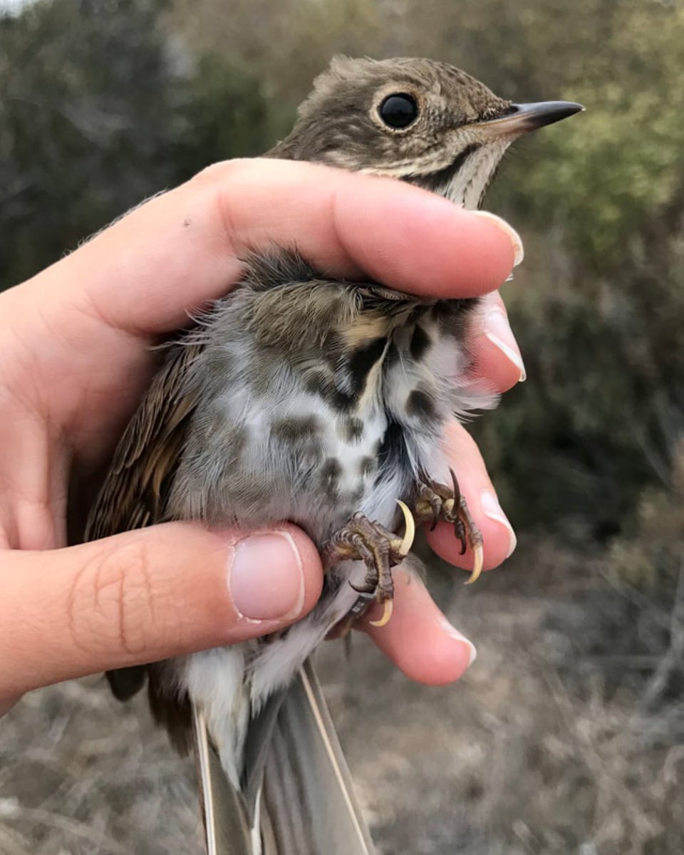 SFBBO's tweet photo. #NotesFromTheStation: Look closely at this Hermit Thrush we banded last fall. Some of its claws are pale rather than the usual dark. All individuals have some genetic abnormalities, most of which—like this one—have no impact on health; this one just happens to be visible. https://t.co/I0bJoLRcs8