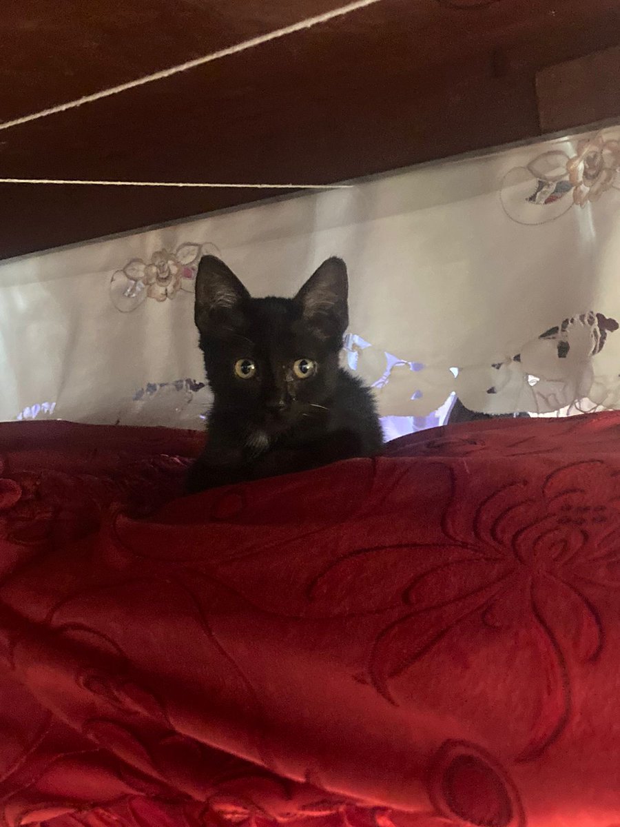 thejournaIista's tweet photo. HACE POCO ADOPTE 1 😺 Q DEJARON TIRADA EN MI COCHERA. NOTÉ QUE NO RESPIRA BIEN. RESULTA QUE SUS INTESTINOS ESTÁN APRETANDO SU PECHO. NECESITA UNA CIRUGIA, SON CASI S/.3MIL. AYÚDAME CON UN RT PARA LLEGAR A UN VETERINARIO(A) DE BUEN ❤️ QUE SALVE A MI GATITA CHERÍ https://t.co/rSuYm36AKJ