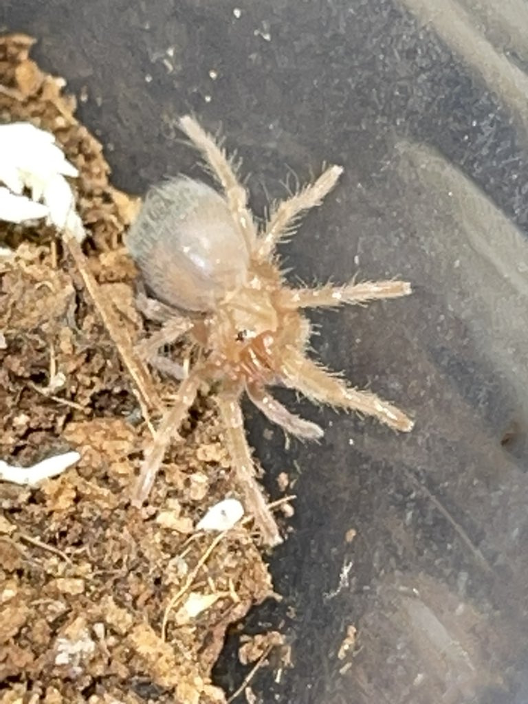 LoveTarantulas's tweet photo. Day 2: New #tarantula picture day! https://t.co/TfwfjZVe4i