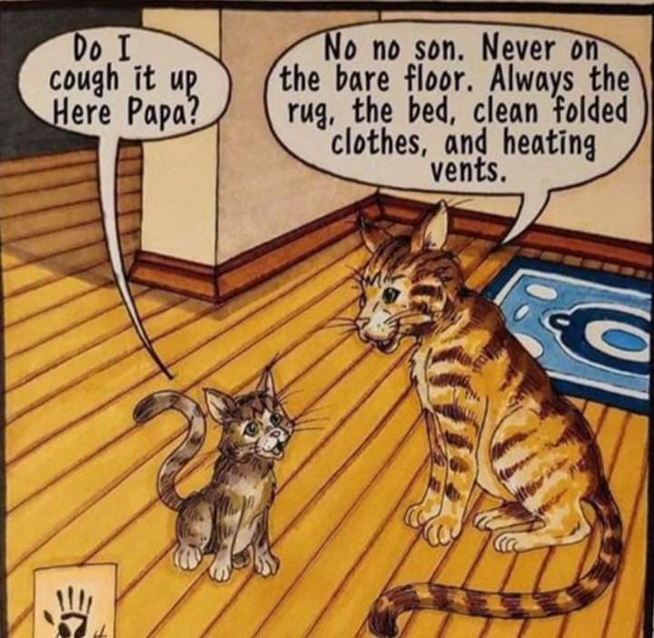 rubyrache's tweet photo. Today's reason to smile ๐ #cats #furballs #catsick #CatsofTwittter https://t.co/Qv8bZPbmN7