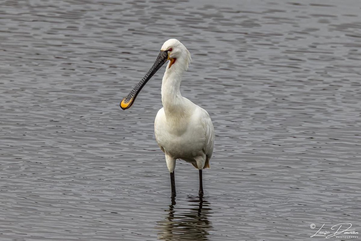 Finally caught up with the Spoonbills and was close enough to photograph them, a first for me !