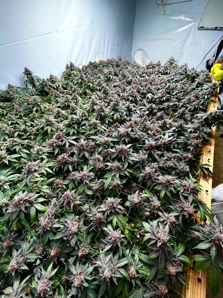 SofaKingHigh_'s tweet photo. Deleted Scene and Wedding cake 
#scrog #scroglife #cannabis #CannabisCommunity #weed #cannabisculture #growyourown #bud https://t.co/xn6X1be4Y9