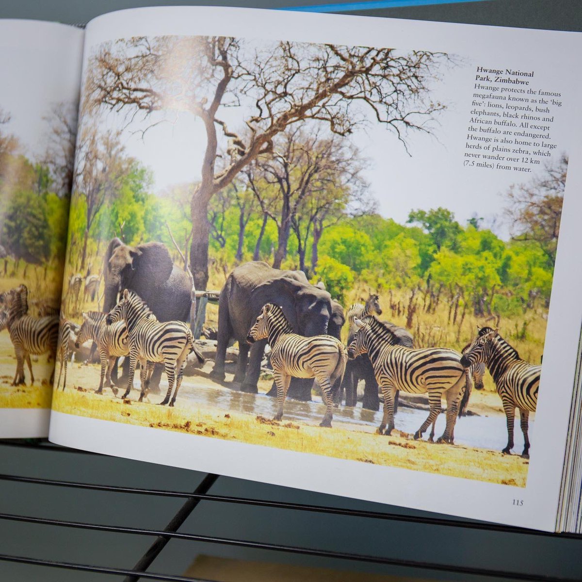 Hardcover boutique book 

#hardcover #wildanimals #wildnature #animalbooks #coffeetablebook #artbook #picturebook #bookprinting #lookbook #selfpublishing #hardbackbooks