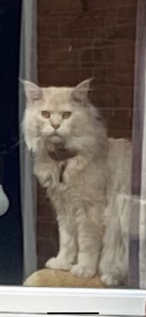 Adventurersano1's tweet photo. I can’t prove it but I’m fairly sure my neighbour’s cat is plotting to kill me! 

👀😬🐱

#cats #dnd #DnD #pocasts #ttrpgcommunity https://t.co/5tZaYc3ajn