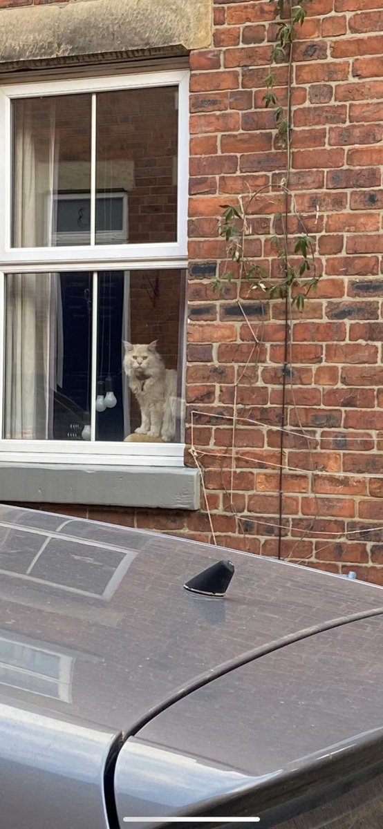 Adventurersano1's tweet photo. I can’t prove it but I’m fairly sure my neighbour’s cat is plotting to kill me! 

👀😬🐱

#cats #dnd #DnD #pocasts #ttrpgcommunity https://t.co/5tZaYc3ajn