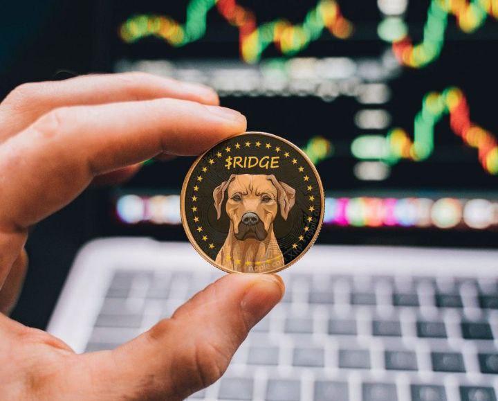 Inu Soldier 🐾🛡 tweet media