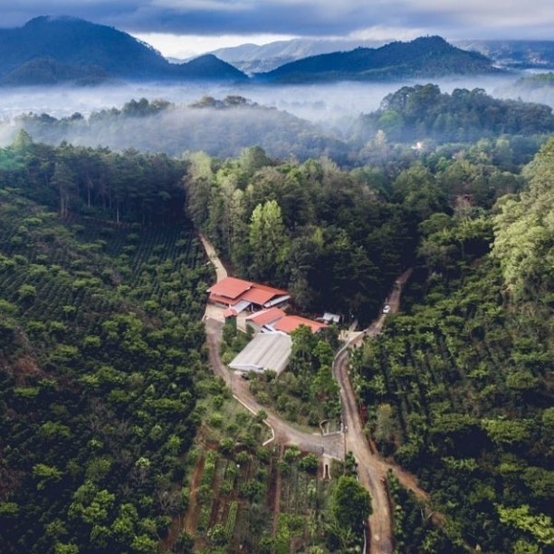 The Guatemalan coffee rainforest has a positive impact: 305,000 hectares of land is dedicated to coffee production. These agroforestry systems help to boost our nation’s forest coverage. 🌱 
📸: Cafe Aurora 1887 #GuatemalanCoffees