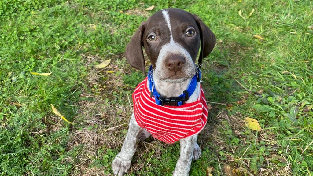 Blue Cross UK (@The_Blue_Cross) / Twitter Blue Cross UK (@The_Blue_Cross) / Twitter