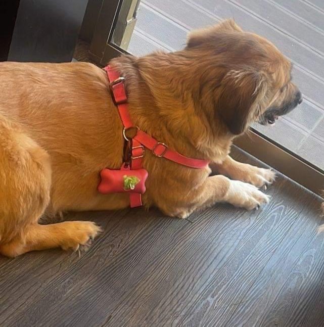 💢KAYIP ARANIYOR💢
9 Şubat günü osmaniye merkez haciosmanli mahallesinde köpeğim kayboldu.ismi MAYA ismine duyarlı,çok akıllı,çipli,üzerinde pembe gogus tasmasi var .lütfen paylaşır mısınız gören duyan olursa lütfen bildirin
📍OSMANİYE/MERKEZ
☎️0554 861 40 85
MAKBULE ONGUN