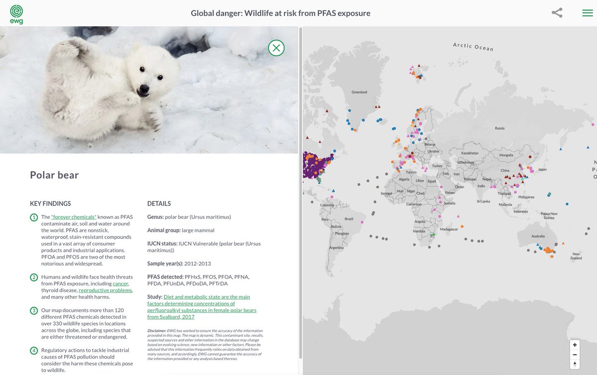 Check out our interactive map showing the global contamination of wildlife with #PFAS.

There is an incredible amount of research that has been done &amp; our map has over 125 recent studies

more than 330 species and over a hundred different #PFAS 

ewg.org/interactive-ma…