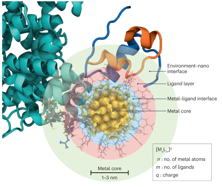 Unlike typical nanoparticles, atom-precise metal nanoclusters can be improved via a computation-experiment feedback loop. This Review by Häkkinen & team @uniofjyvaskyla reveals how this loop makes better clusters for catalysis and bio: go.nature.com/3IkaENn @jyunsc @jyuscience