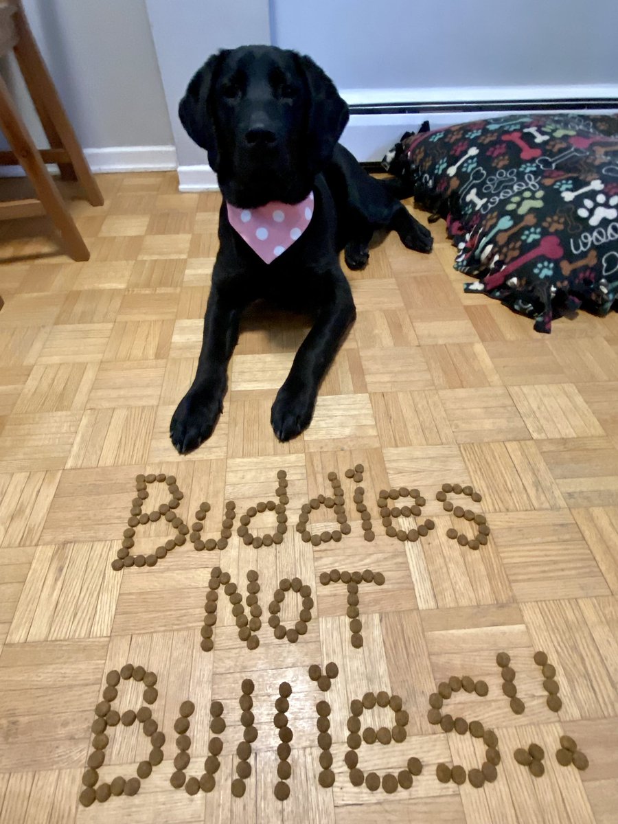 heathersryan's tweet photo. #FutureDogGuide Gibbs with his #pinkshirtday2023 PSA!

Be like Gibbs: be a buddy, not a bully!

@LFCDogGuides https://t.co/CrdgEcKq23