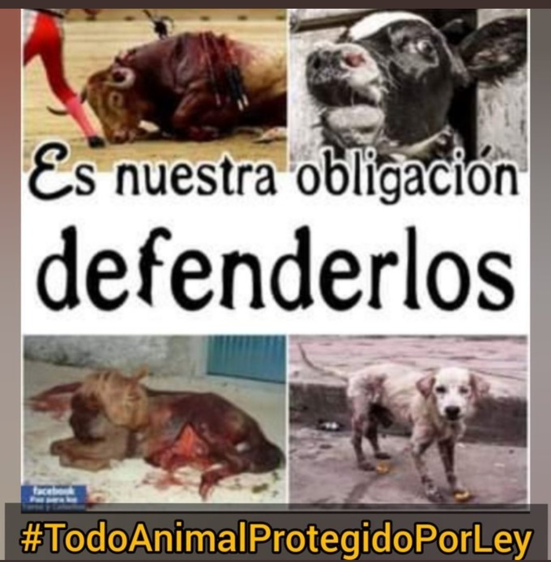 Los animales sienten igual que tú 
No son cosas, también merecen que las leyes les protejan, NINGUNO merece ser abandonado.
Que los perros no sean una herramienta para cazar para luego dejarlo casi muerto. 

 #TodoAnimalProtegidoPorLey