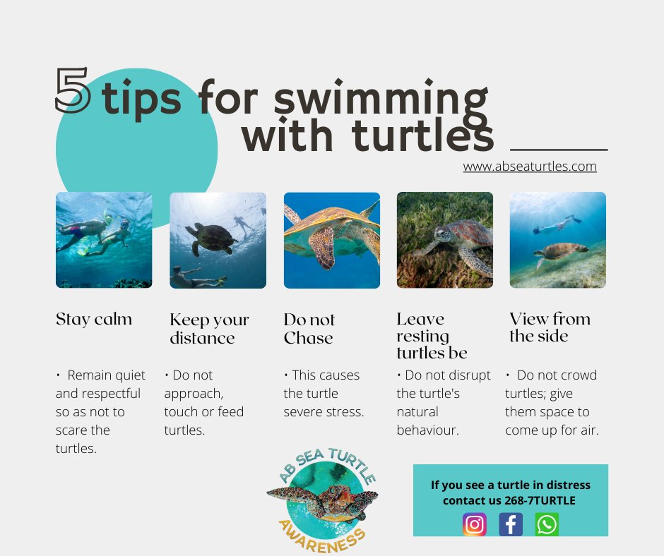 ABSeaTurtles's tweet image. We all love sea turtles, here are some tips to remember when you are in the water with them.  💚🐢🌊
 #Turtleawareness #swimwithturtlesantigua #AntiguaNice #antiguaandbarbuda #seaturtleconservation #wadadliturtle #saveantiguasseaturtles