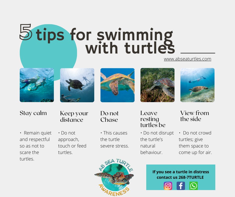 We all love sea turtles, here are some tips to remember when you are in the water with them.  💚🐢🌊
 #Turtleawareness #swimwithturtlesantigua #AntiguaNice #antiguaandbarbuda #seaturtleconservation #wadadliturtle #saveantiguasseaturtles