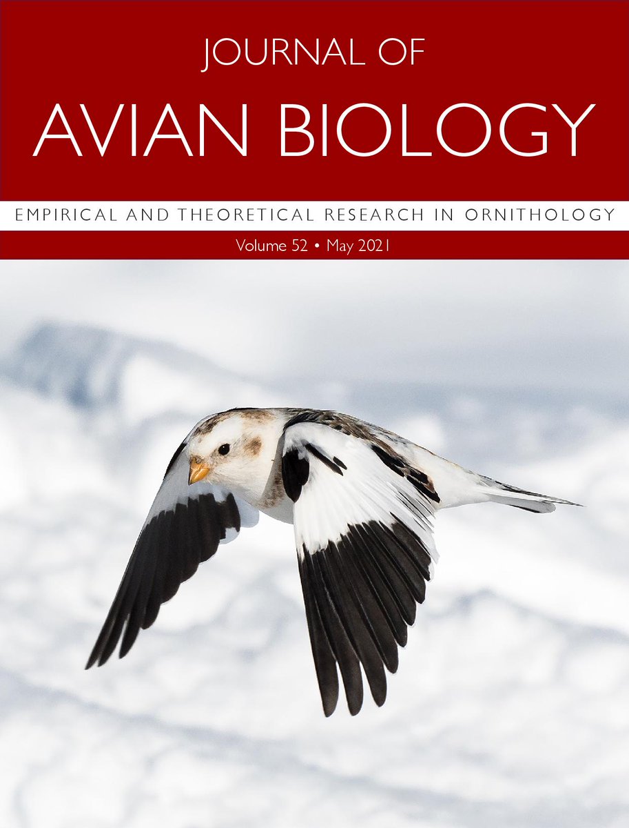 VezinaLab's tweet photo. Good news! Our paper "Snow buntings preparing for migration increase muscle fiber size and myonuclear domain in parallel with a major gain in fat mass" is in the #topcitedarticle of Journal of Avian Biology! @oliverlovelab @Ryan_OConn https://t.co/rRUF845aLr