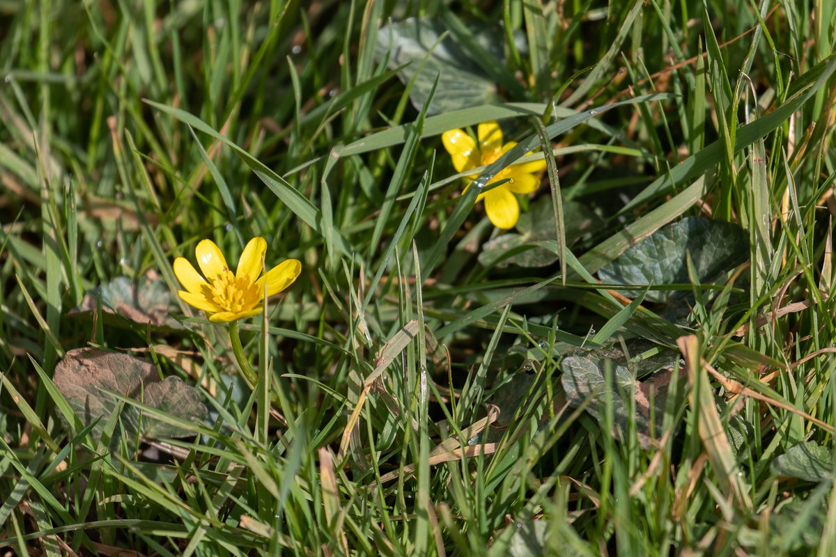 The sun came out for our slow nature walk today:
alder catkins
cherry plum blossom
siskin
lesser celandine