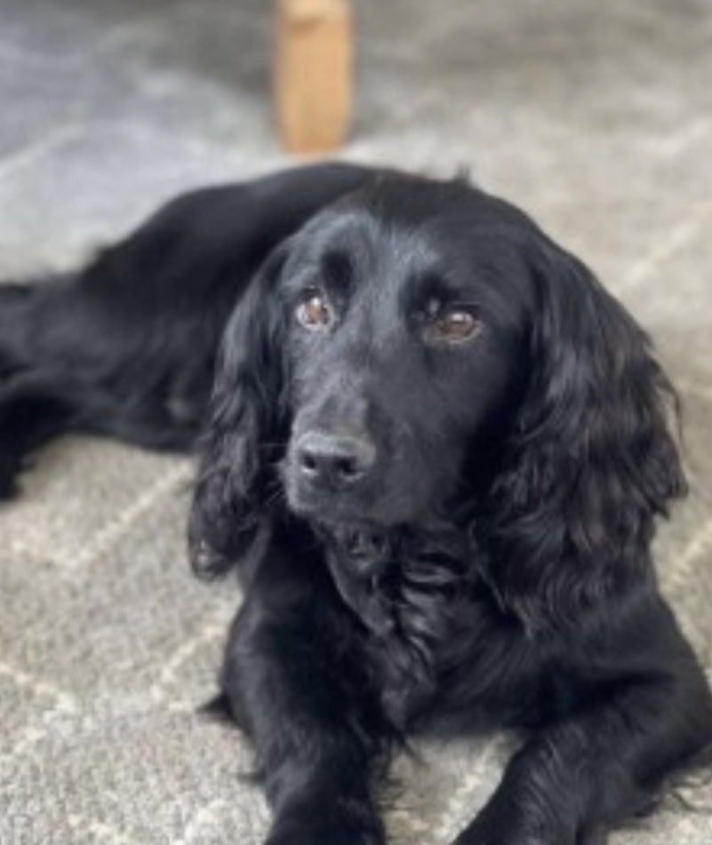 rosieDoc2's tweet photo. #SpanielHour
JED went missing 7/3/23 in #Underley #Collington #BROMYARD #HR7
MALE, black adult #CockerSpaniel
CHIPPED
https://t.co/6M6Ut95BQe
@OfficesUnderley @UnderleyEstate @bromyardfm
🚨LOCALS HAVE YOU SEEN ME PLS
@thomp918 @JacquiSaid @LaikaTwat @MsTKIndeed @bs2510 https://t.co/eq1oYO0P6O