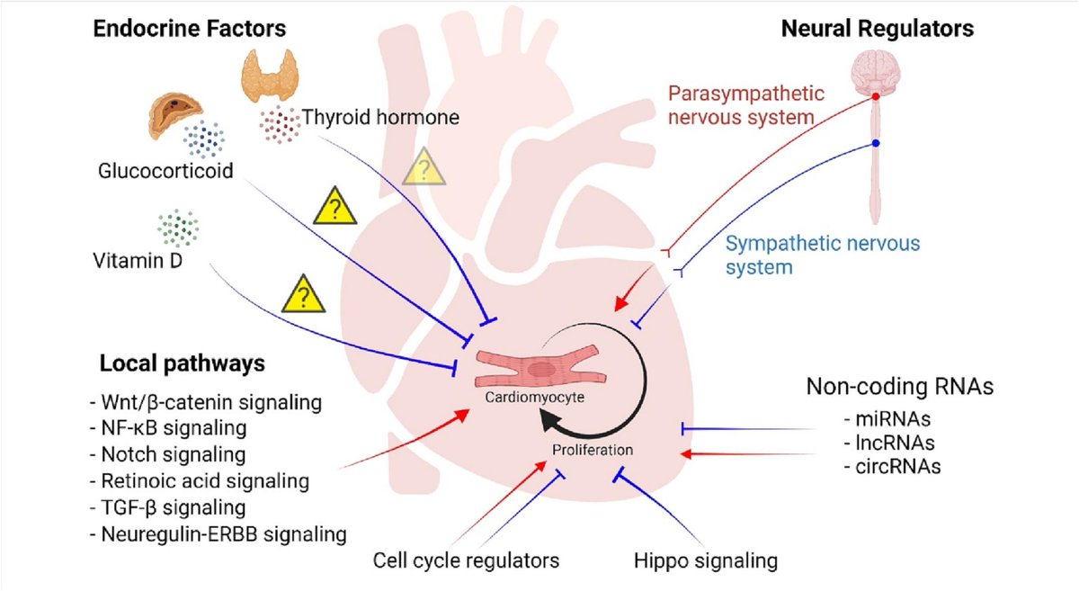 GuonHuang's tweet photo. Happy to share our review by talented @MehdipourMelod @SangsoonPark11 on why our heart can't regenerate (blood oxygen level, endotherm, immune system, and cancer risk?) and conflicting evidence on some pathways that control cardiomyocyte proliferation. https://t.co/ok9Pgg41i5 https://t.co/pq29EQtmD3