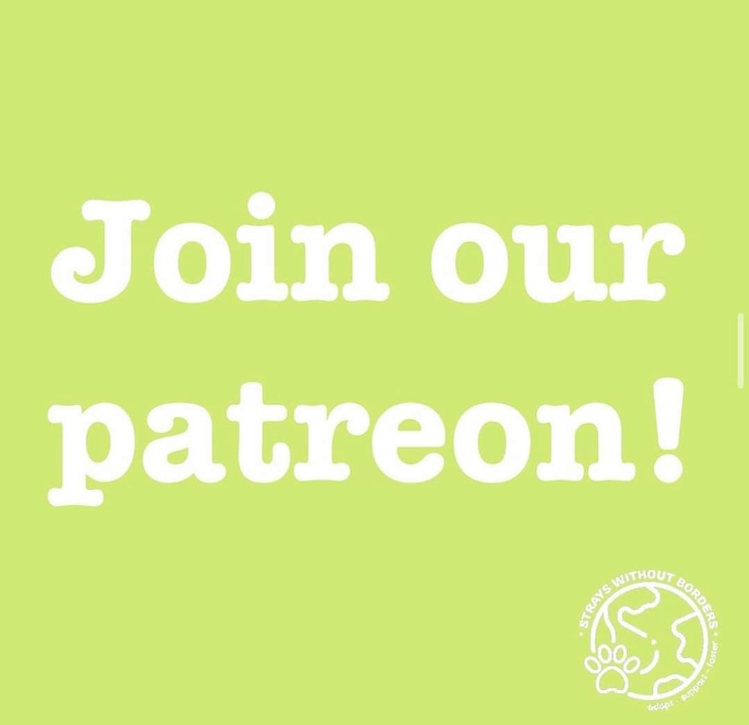 swbrescue's tweet photo. JOIN OUR PATREON!
We’ve got over 100 animals in our care right now and could really use any donations so that we are able to keep the animals safe and treated.

Join our patrons and support an animal monthly with any donation of your choice!

https://t.co/TqMNanvV0x https://t.co/cI82K7H8BN