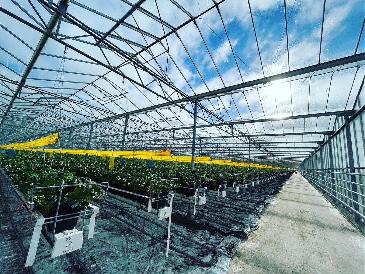 Agronomysilvers's tweet photo. One or two strawberries π being grown in here today @AgriiUK #grandjob #supportukgrowersπ¬π§ https://t.co/RIItq1uENN