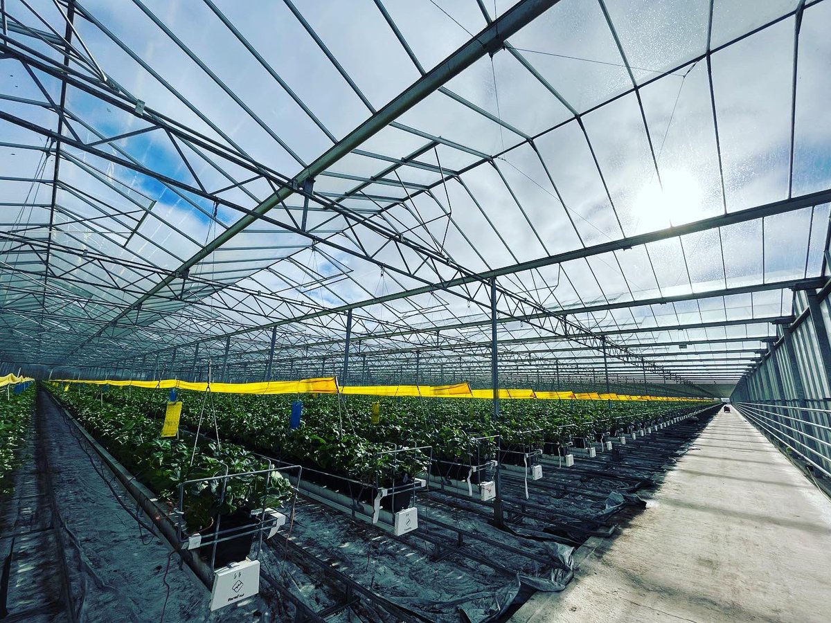 Agronomysilvers's tweet photo. One or two strawberries π being grown in here today @AgriiUK #grandjob #supportukgrowersπ¬π§ https://t.co/RIItq1uENN