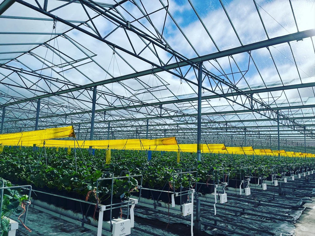 Agronomysilvers's tweet photo. One or two strawberries π being grown in here today @AgriiUK #grandjob #supportukgrowersπ¬π§ https://t.co/RIItq1uENN