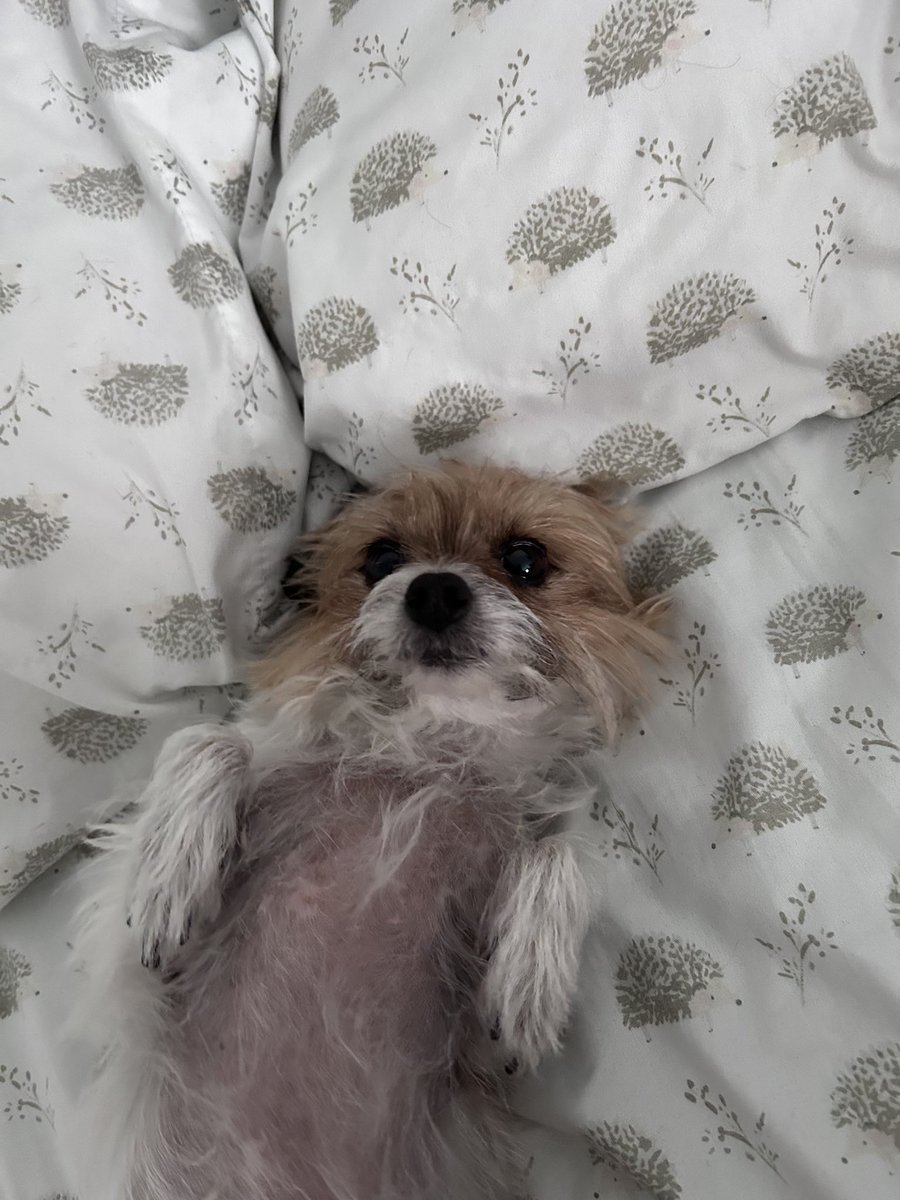 vmcid23's tweet photo. Lilypad + Clara are all in for #GoodPawsForGoodCause - because it’ll keep our friends and family warm AND safe for cuddles without the fear of being displaced for no #GoodCause. It’s time to TakeAction: https://t.co/wD9x6ZenTP https://t.co/BsgvgEGBl8