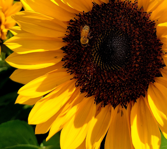 [FAQ] Are honey bees native to North America?
Answer: ow.ly/rfRZ50MYN5f

#honeybees #bee