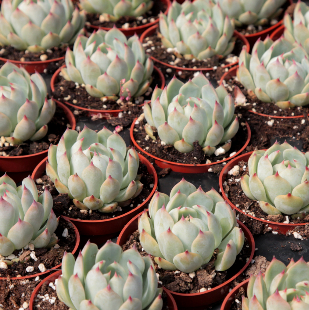 We source our succulent plants from locally-grown family-owned nurseries in Southern California. The Gardens are then planted into a gift box by our team in Los Angeles - we take great pride in shipping a gift that will bring a smile to your recipient's face! 💚