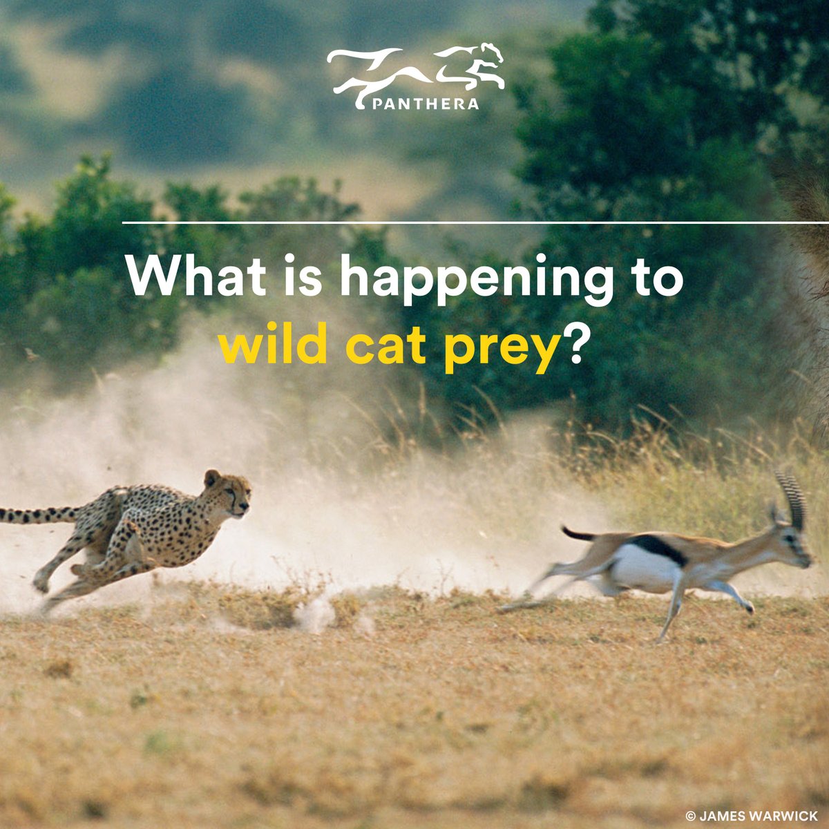 belairguy on Twitter: "RT @PantheraCats: 🧵The depletion of prey is a