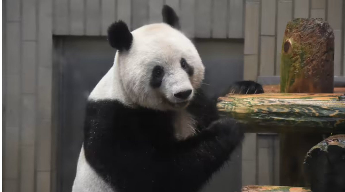 ElDia_do's tweet photo. #Globales | Osa panda nacida en Japón regresa a China para buscar novio.
https://t.co/yZmrX8PaxK
#panda #osapanda #China #Japón https://t.co/FZA2nd8bYB